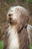 BEARDED COLLIE 428
